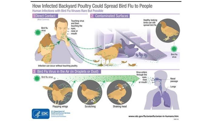 Proses penularan virus flu burung (H5N1) dari unggas kepada manusia melalui udara. (terasjakarta.id/ist)