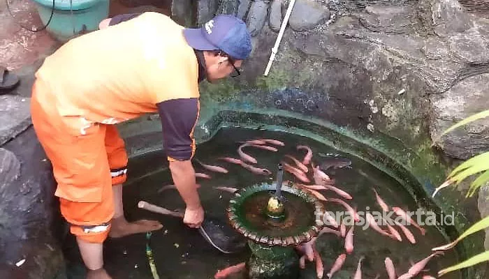 Petugas Kelurahan memanen ikan lele dan nila hasil budidaya di Kolam Gizi Kelurahan Kelapa Dua (Foto: Susi)