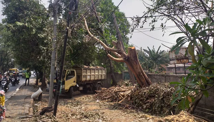 Suku Dinas (Sudin) Pertamanan dan Hutan Kota Jakarta Barat telah melakukan penopingan pada lima pohon yang berada di dua kelurahan. (Foto: Kominfotik Jakarta Barat)