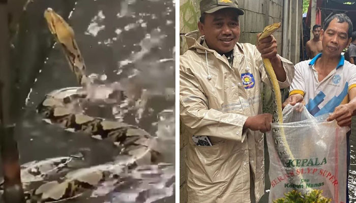 Satpol PP Kelurahan Kuningan Barat dibantu warga saat mengevakuasi ular sanca sepanjang 3 meter. (terasjakarta/ instagram @satpolpp.dki)