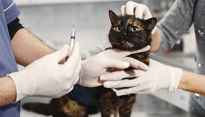 ilustrasi sterilisasi kucing (pexels/Gustavo Fring)